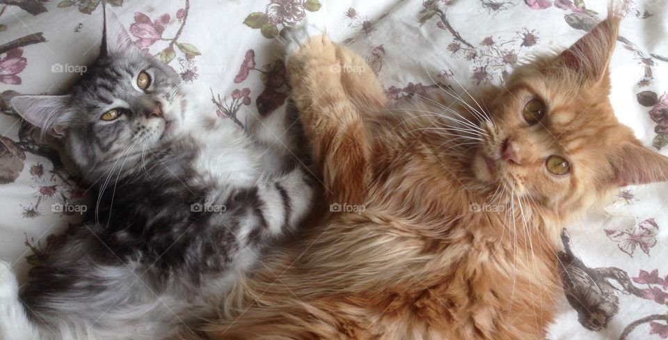 Two cat lying on bed