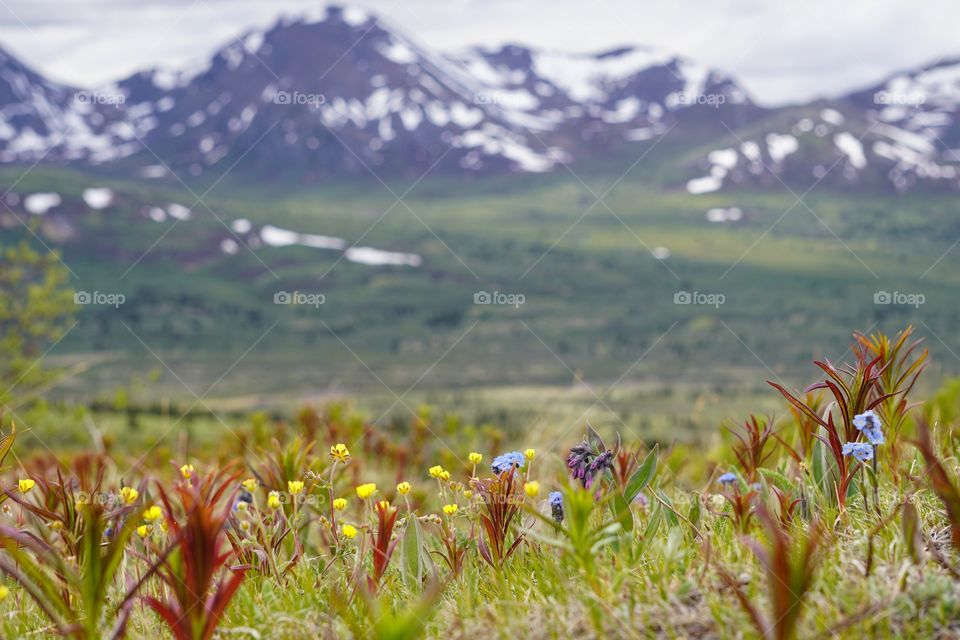Alpine plants blooming alone the mountain ridges