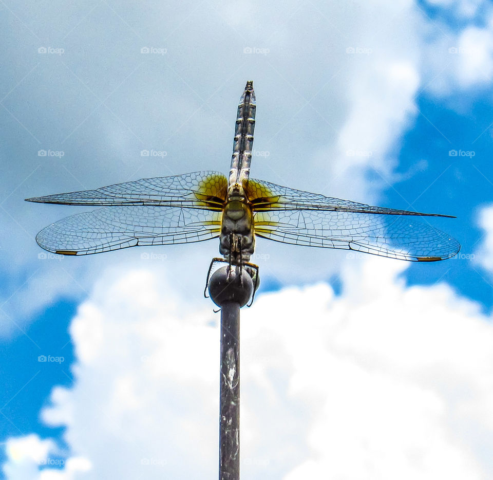 dragonfly on rod