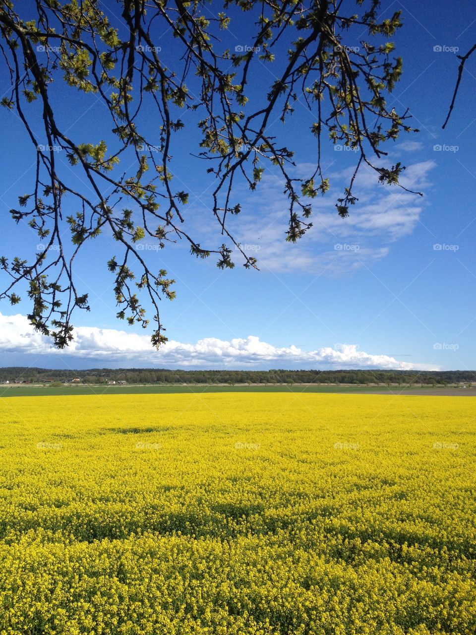 Field of oilseed rape