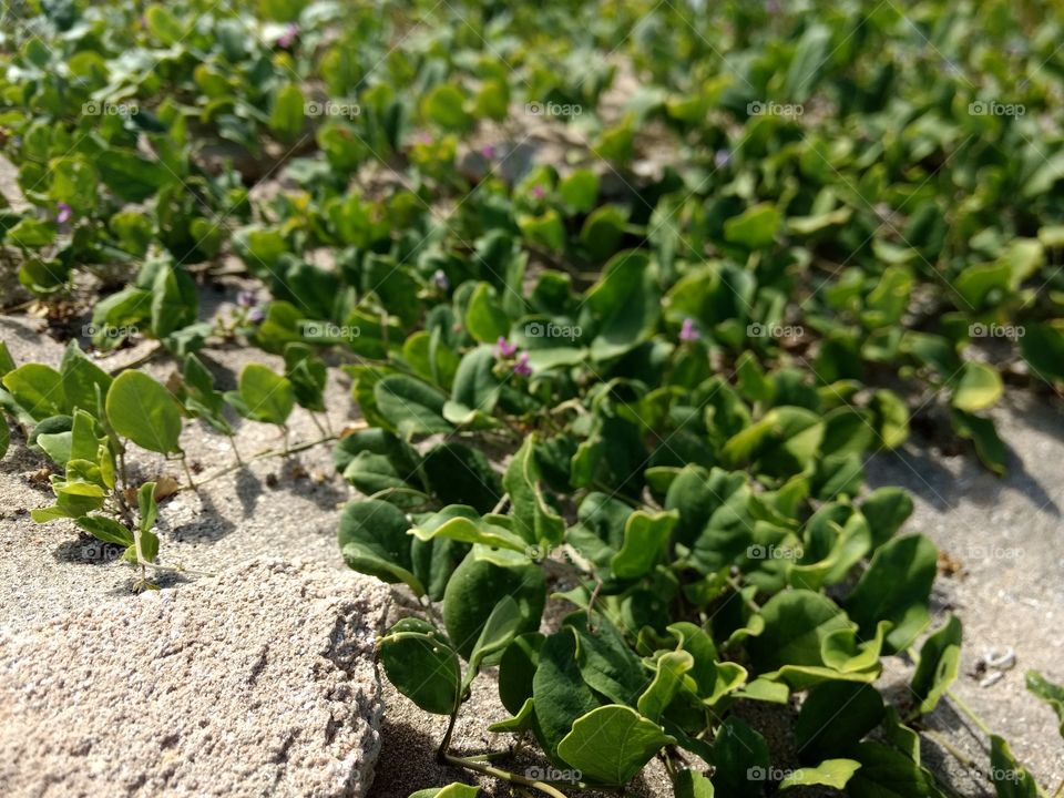 wild flowers on the beach