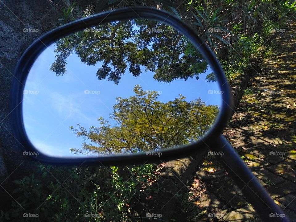 Plant and tree in the mirror