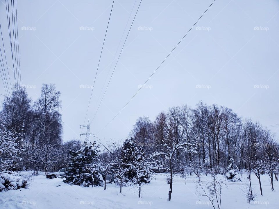 Blanketed in fresh snow, this serene winter scene captures the quiet beauty of nature in its most peaceful form. The snow-covered landscape, glistening under soft light, evokes a sense of calm and tranquility.