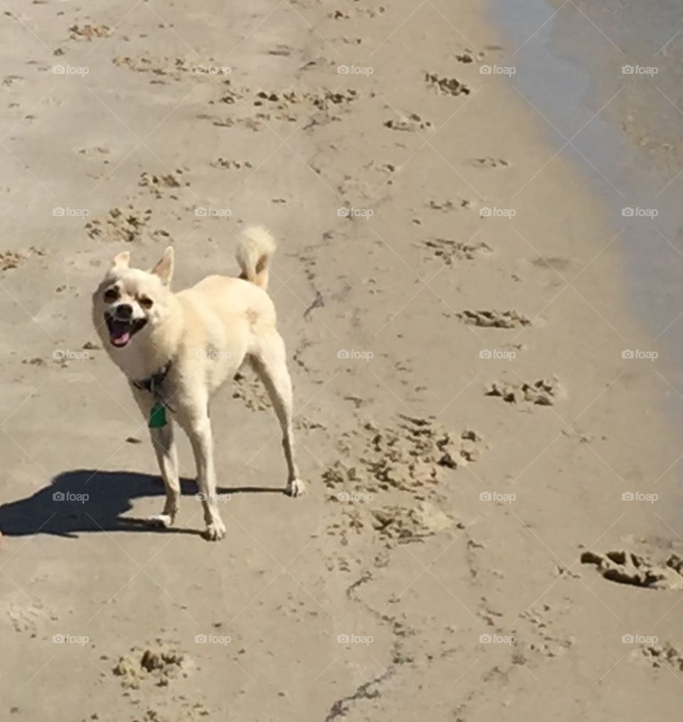 A Walk On the Beach