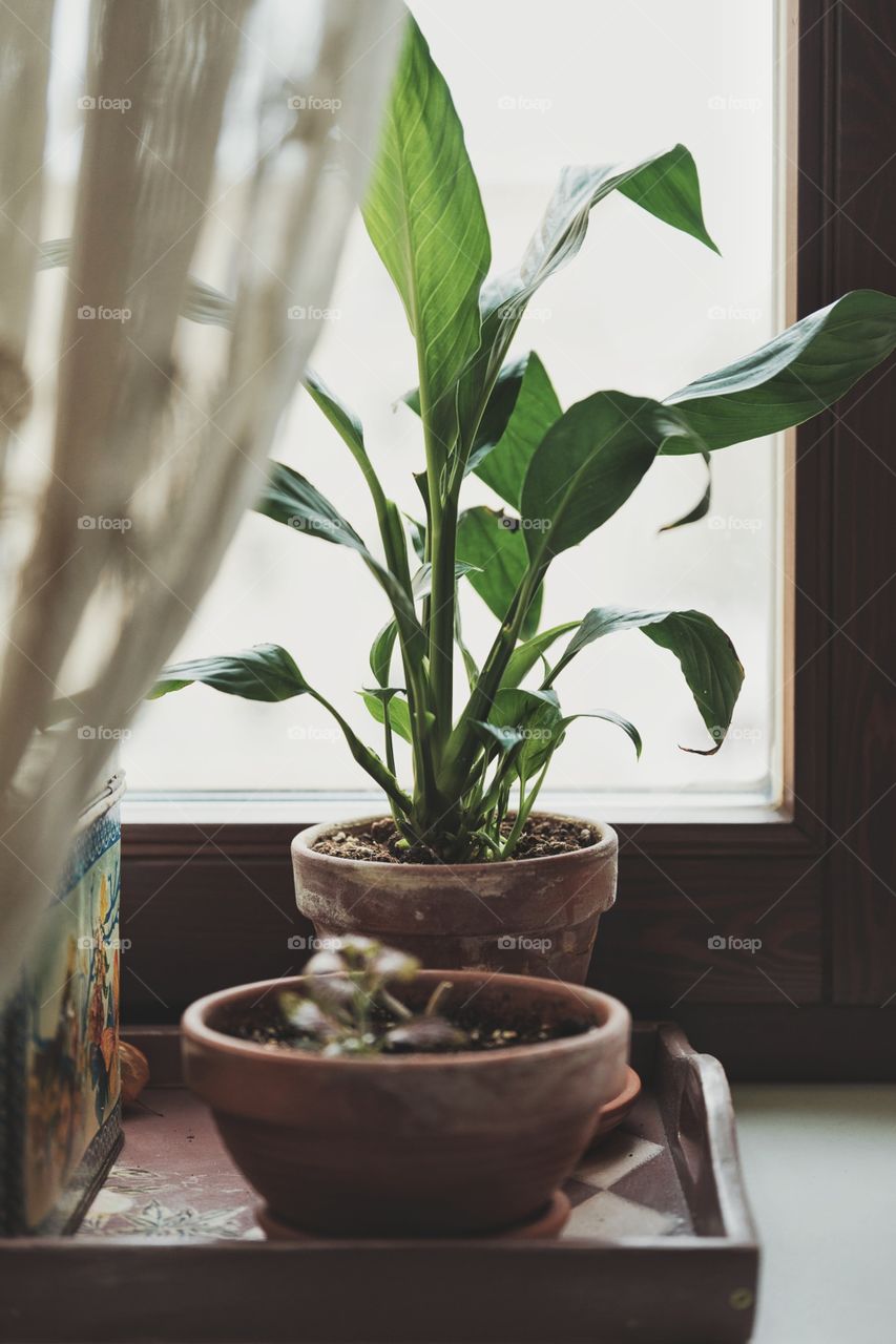 Indoor window plant day