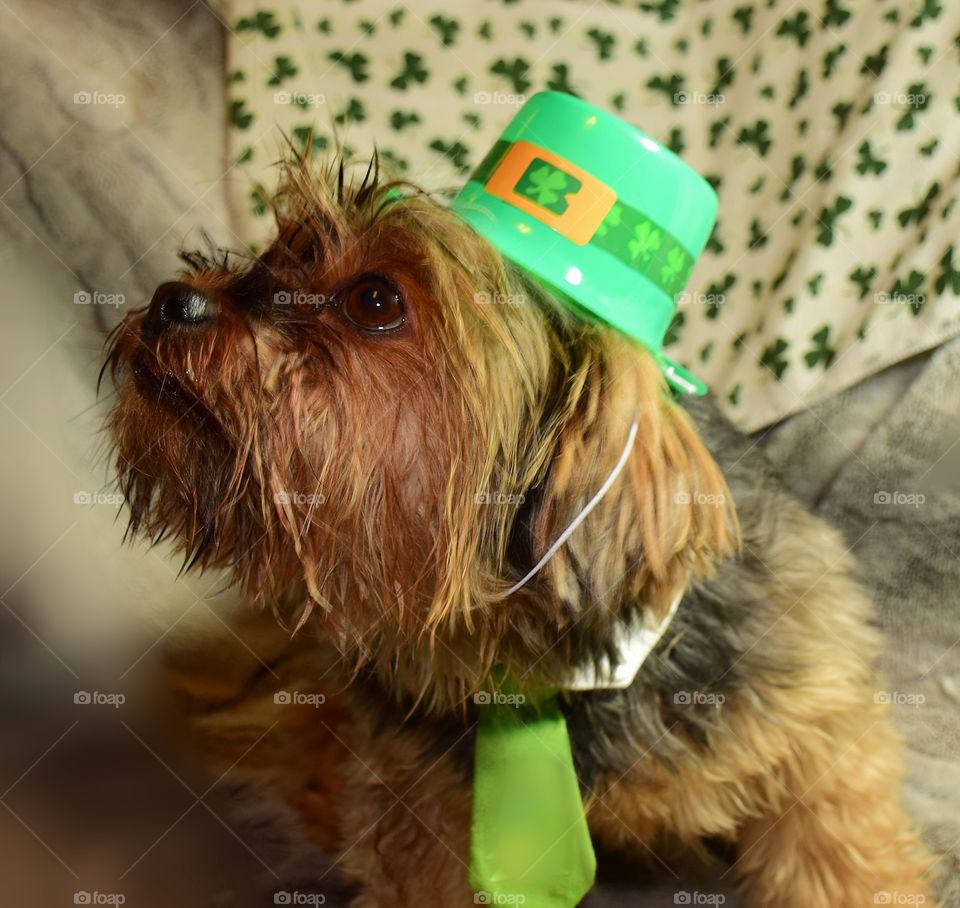 Irish yorkie 