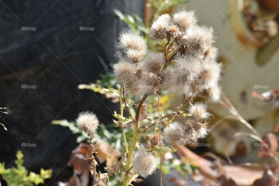 Thistle fluff