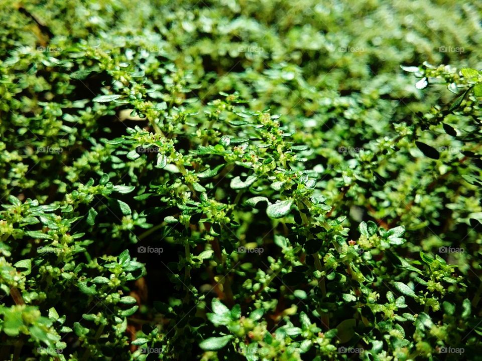 Macia e aveludadas como um tapete