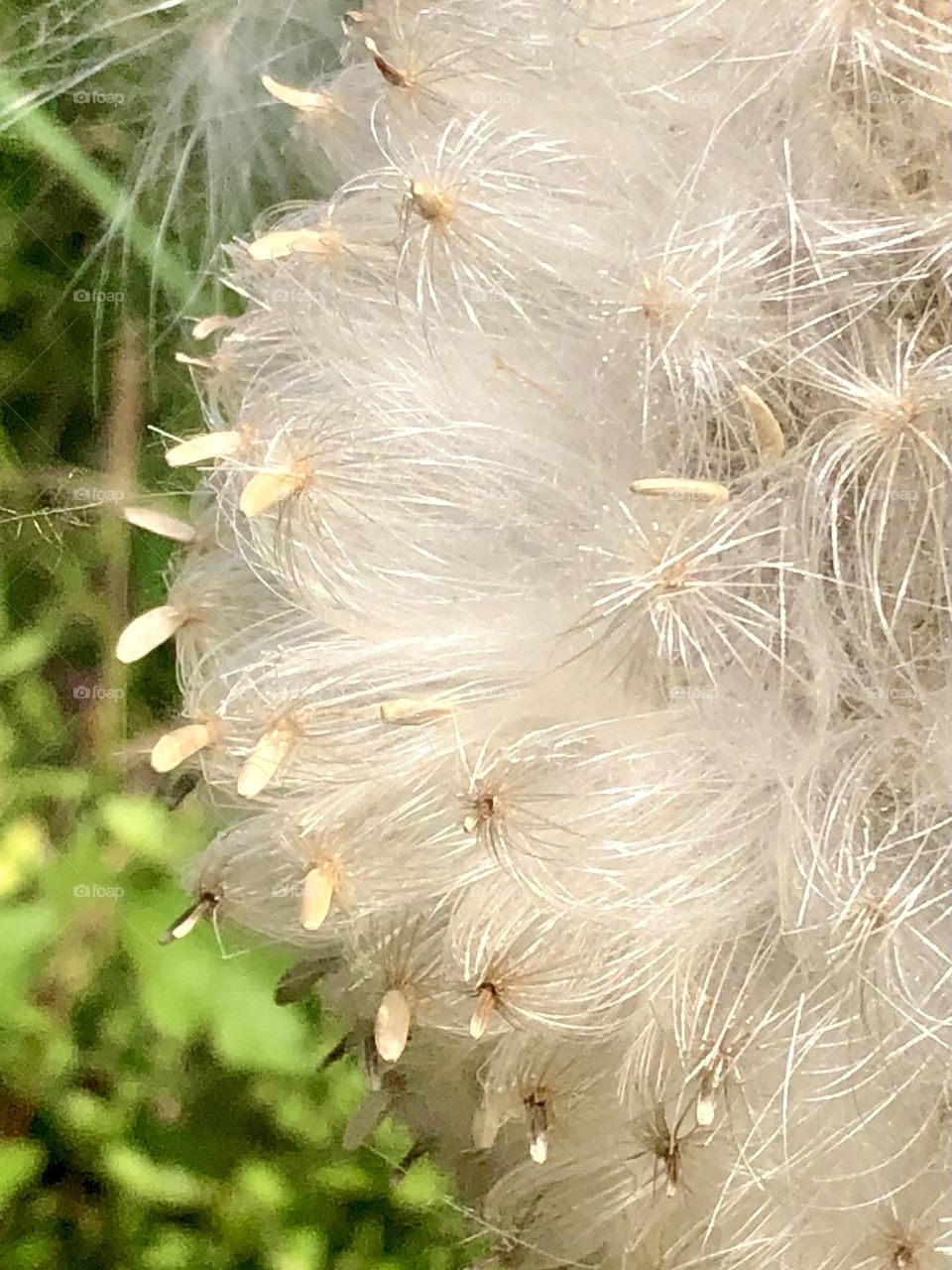 Closeup of a large thistle releasing its seeds into the wind so we can have more next year!