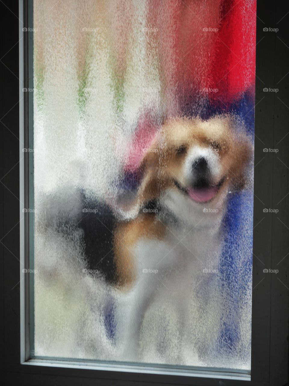 Dog behind window