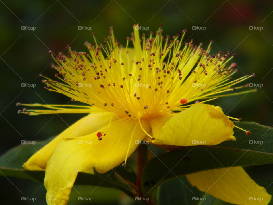 wonderful flower in the garden