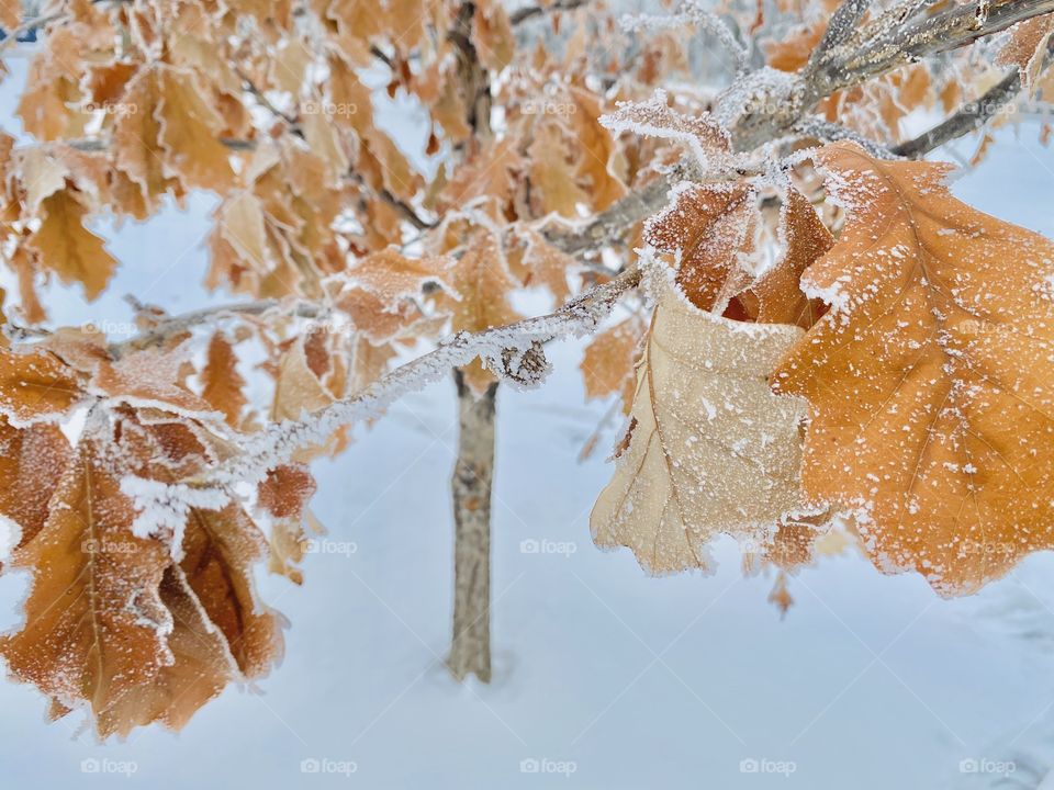Gorgeous winter tree.