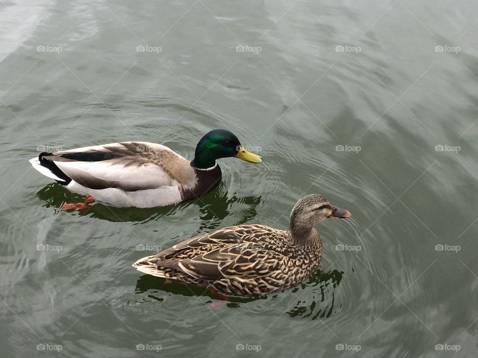 Make and female Mallard ducks looking for food. Saw me from down the river and swam up quacking for bread crumbs.  