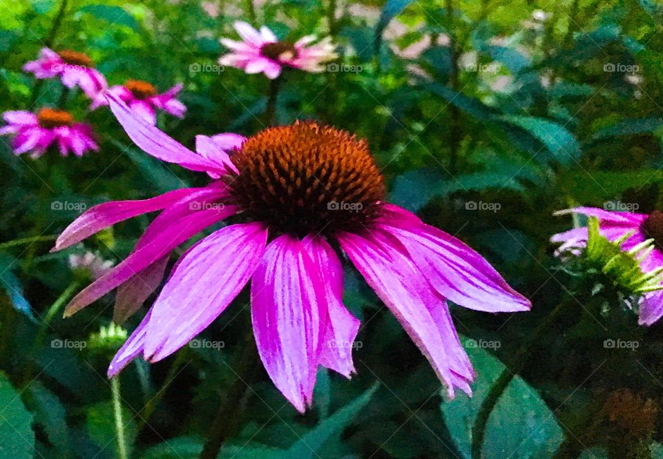 Coneflower