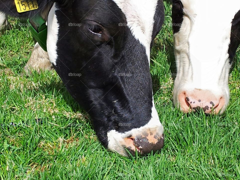 Two cows grazing on grass