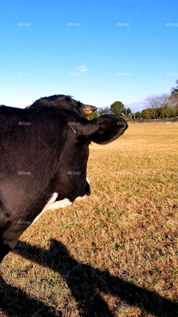 This cow did not appreciate the "paparazzi" trying to take a picture, and also might have been because there was no hay or cow snacks to feed it!!😂