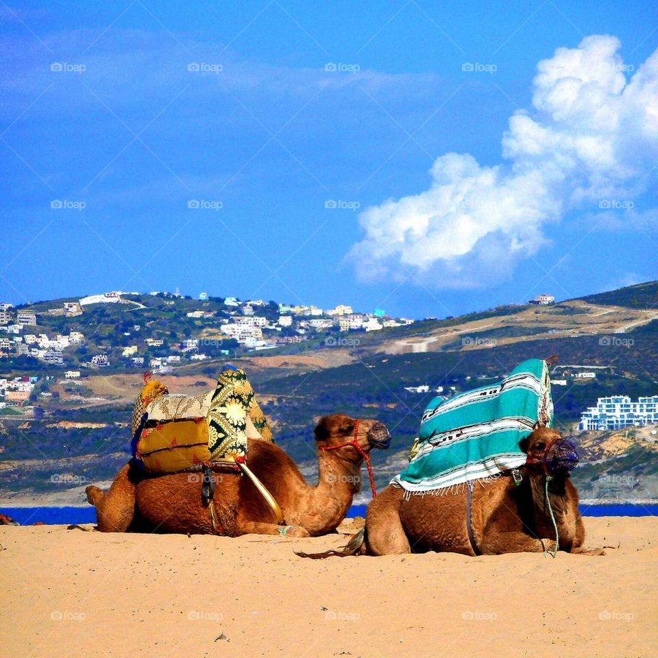 Beach Camel