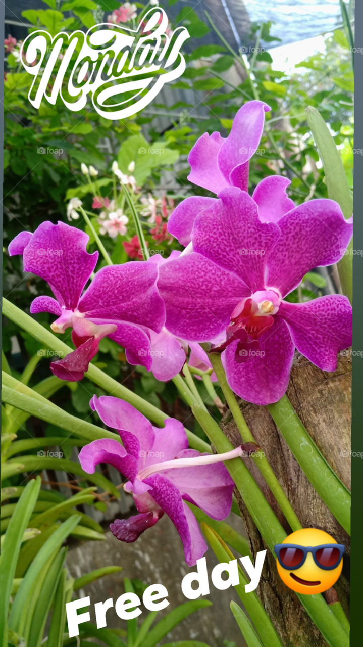 Blooming orchids