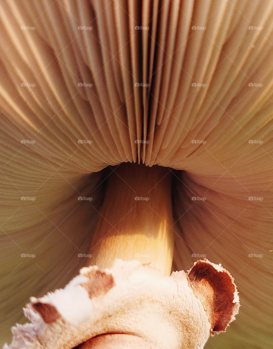 underside of a mushroom