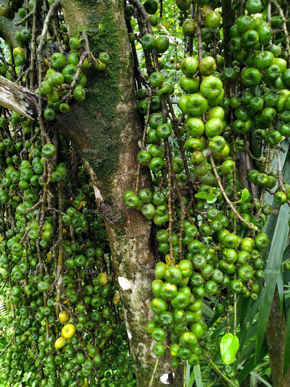 A beautiful green fruits that I found in a forest tree.  photo taken close up.