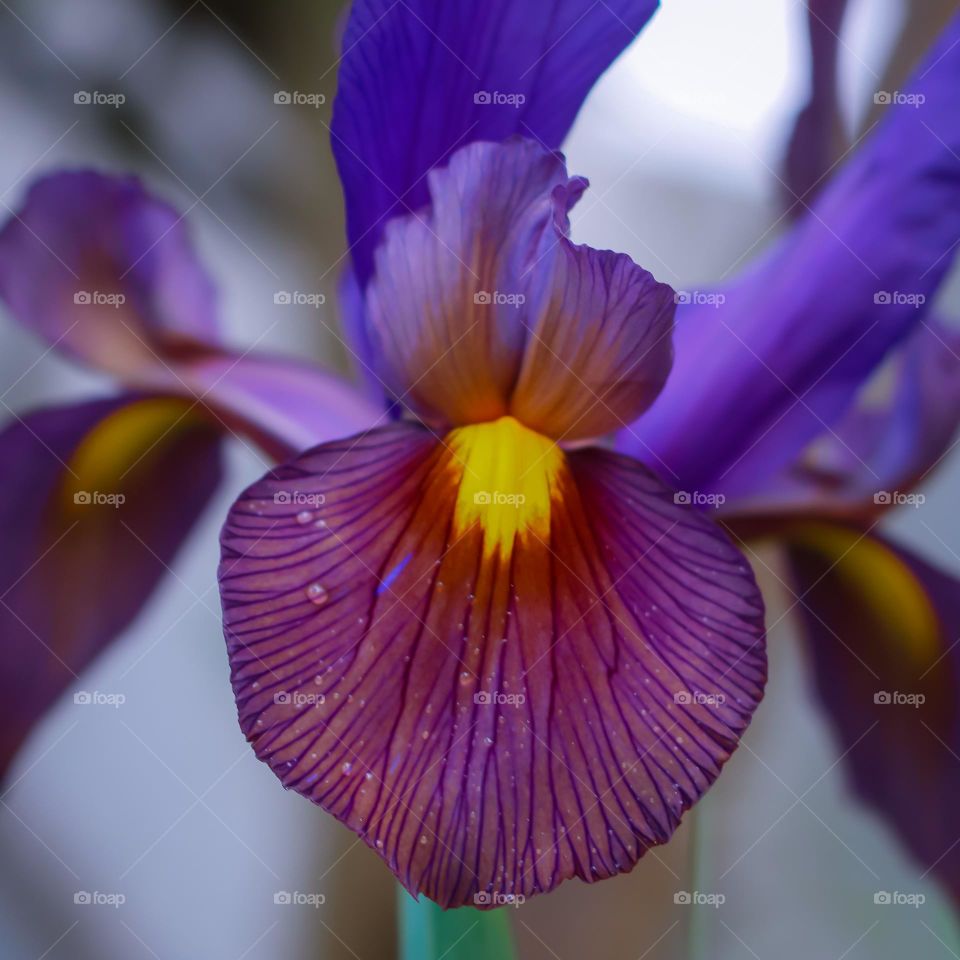 My purple and yellow Irises come into bloom and let me know that spring is well underway 