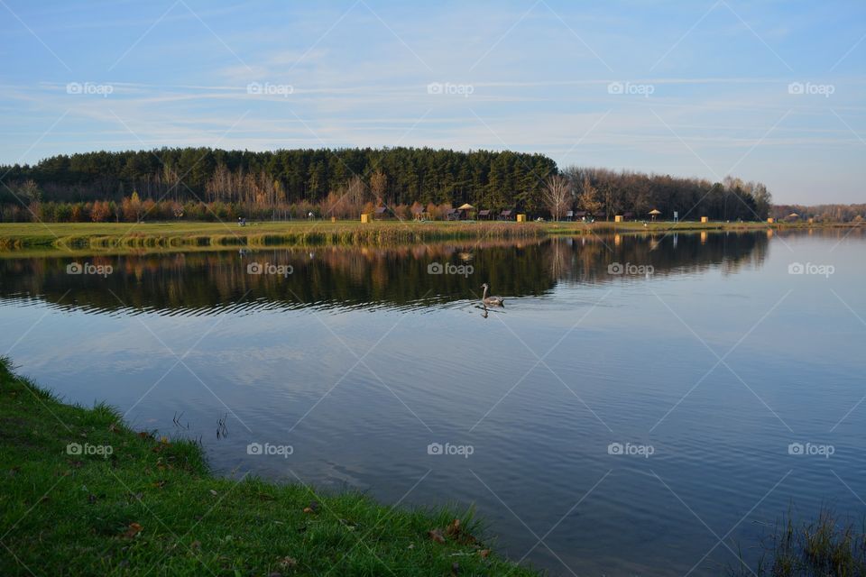 autumn beautiful landscape young swan swimming on a water lake shore blue sky background