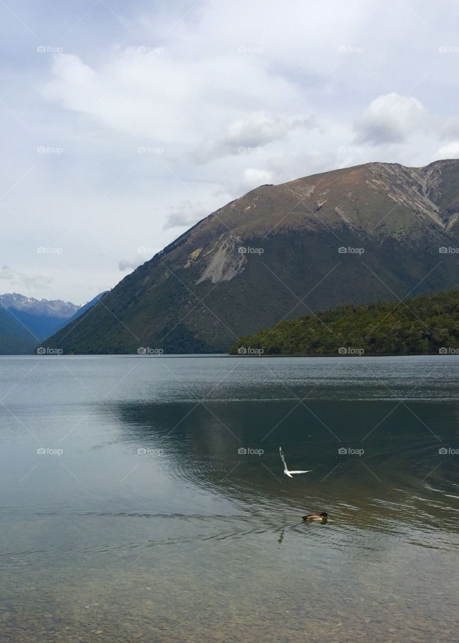 Flying bird in New Zealand