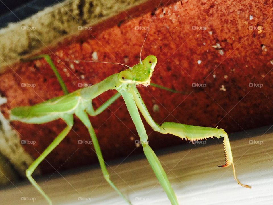 Close-up of praying mantis