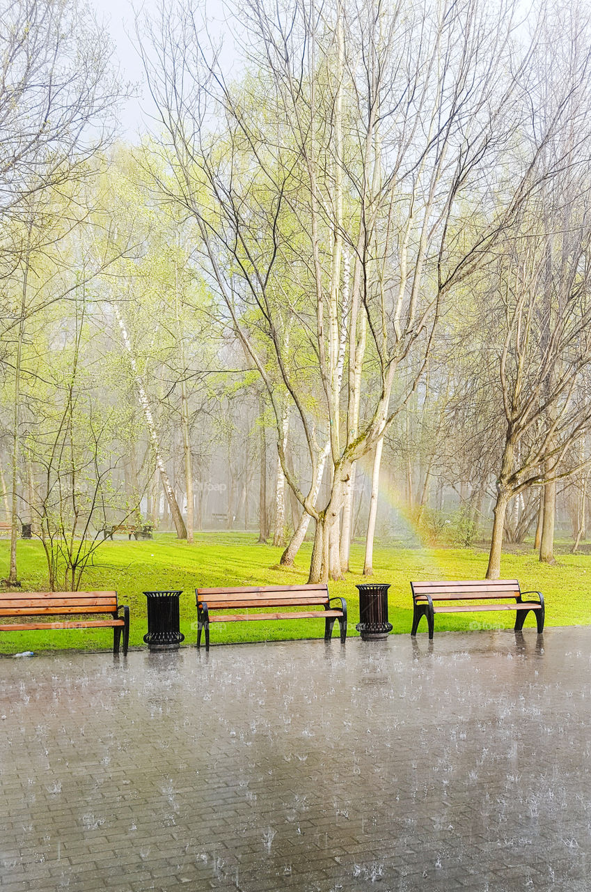 The beginning of spring.  Landscape with spring rain, blossoming trees and a rainbow.  Moscow, a walk through the Izmaylovsky park with recently foliage