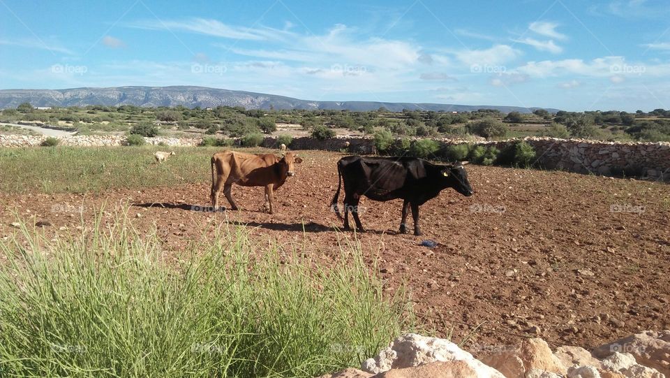 Black and brown cows.