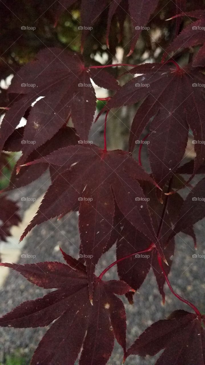 leafing