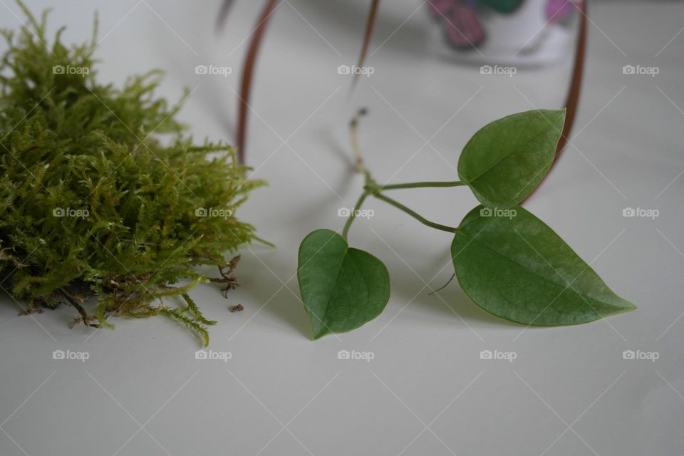 Preparation for planting 