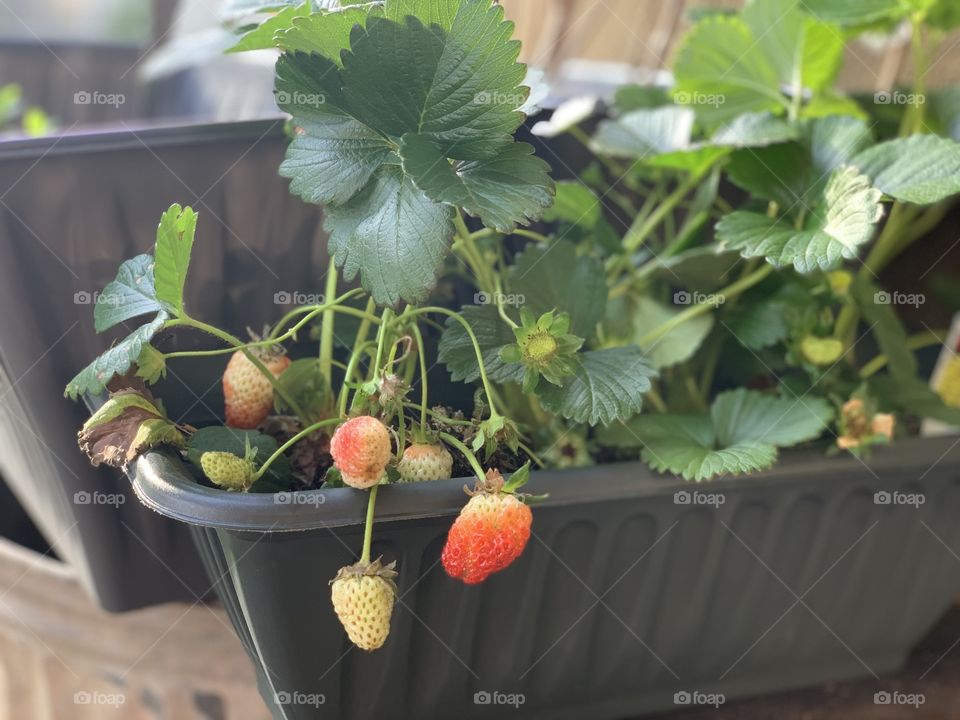Home Grown Strawberries 