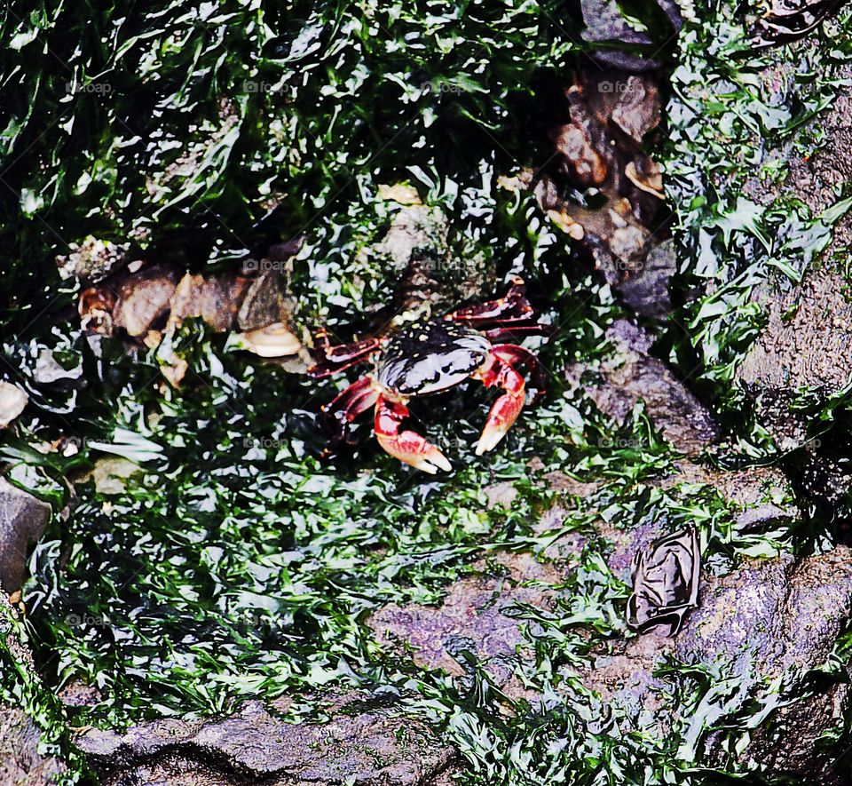 crab on the rocks
