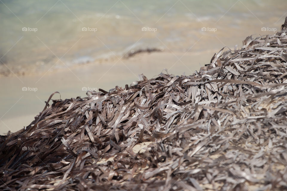 Seaweed gathered on the shore