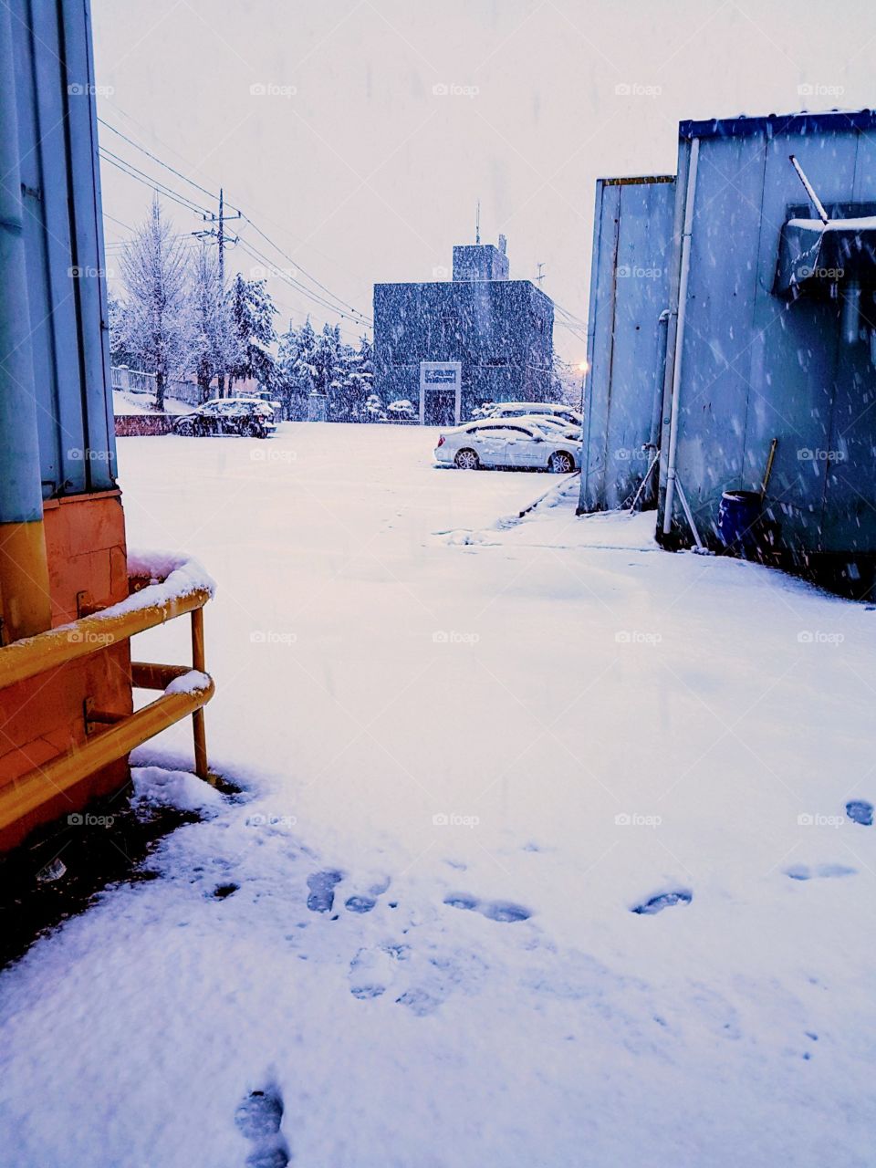 The Snow In South Korea.
The Foot Prints On the snow.