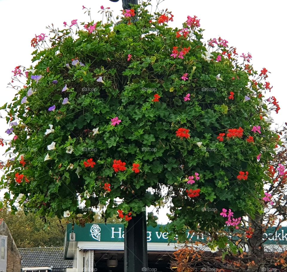 Beautiful flower tree on pole