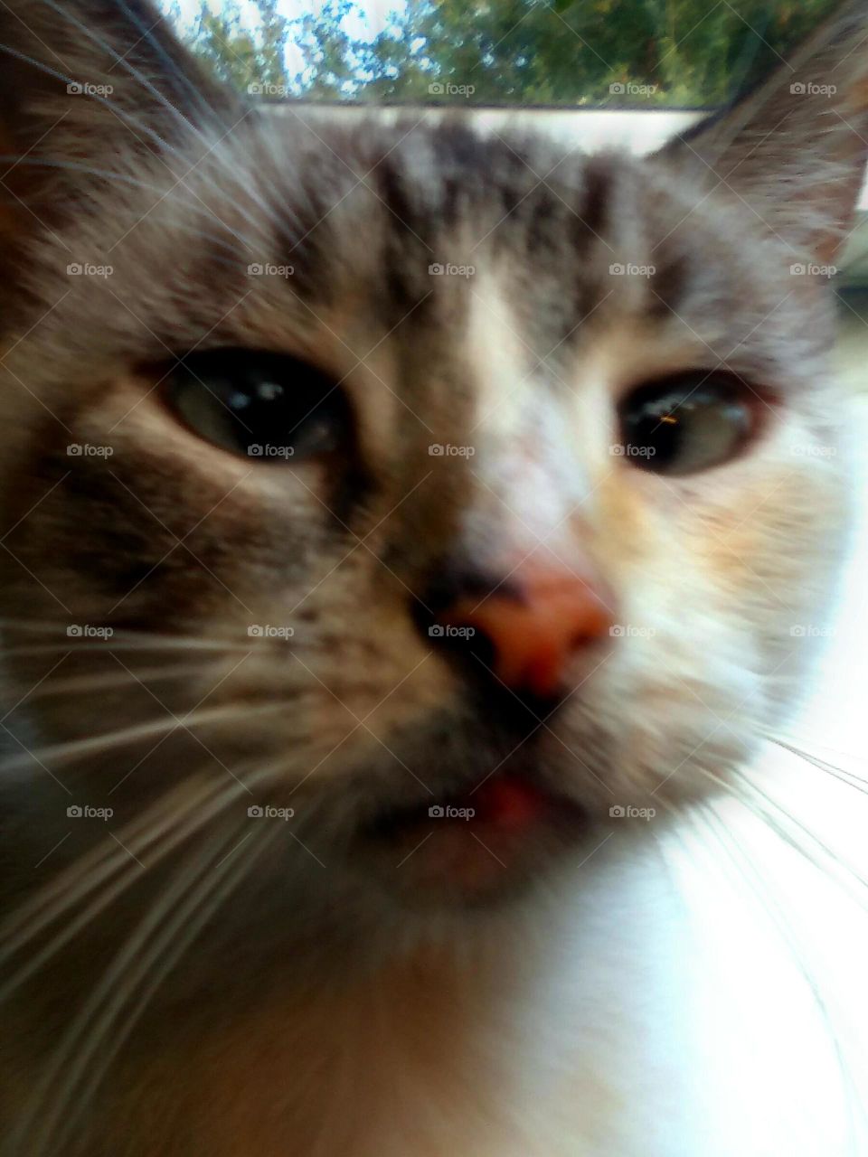 Lucy The Cat Close-up