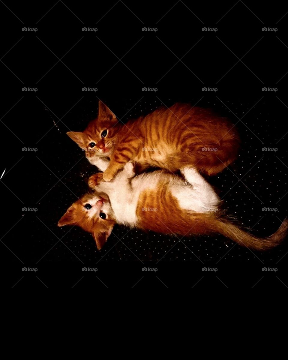 Two ginger kittens hugging each other