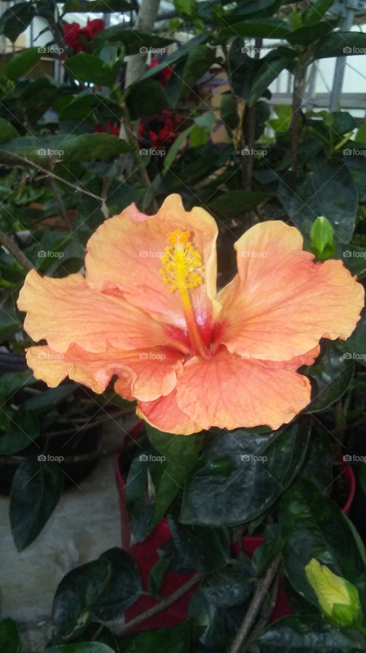 Hibiscus Orange in bloom