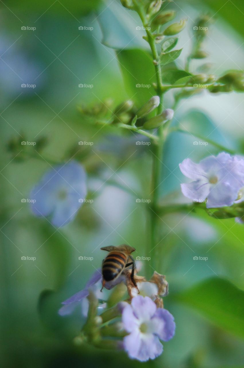 Bee on a flower