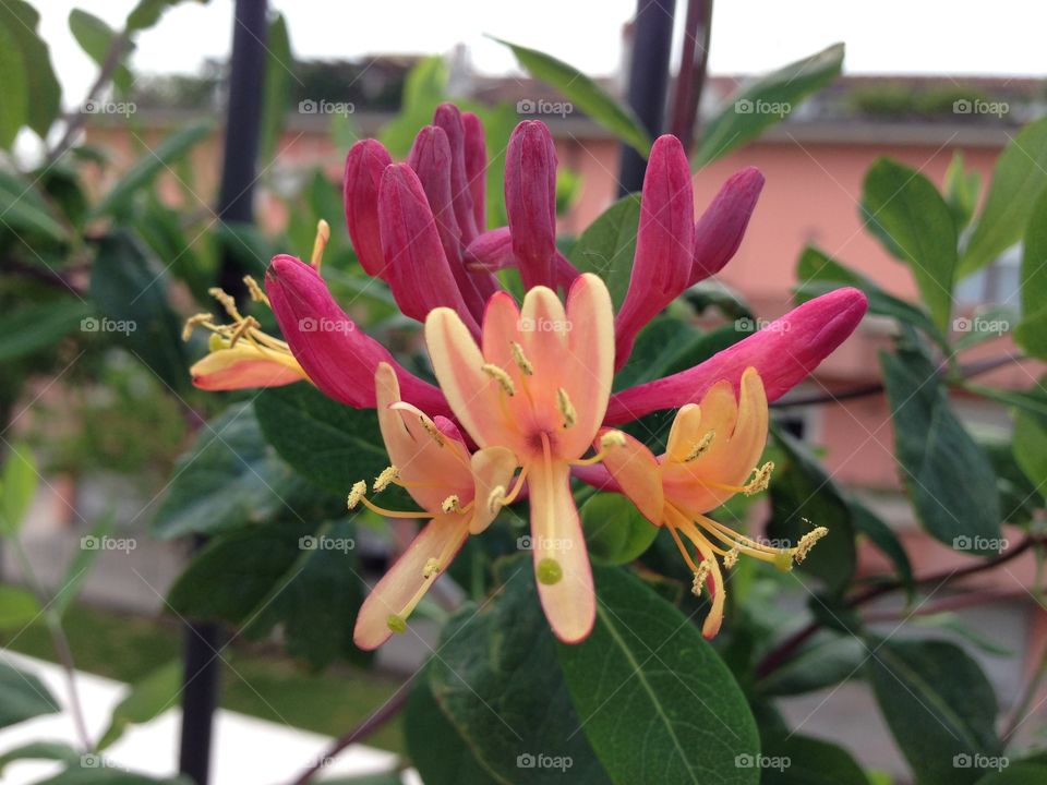 Strange flower. Flower of Lonicera