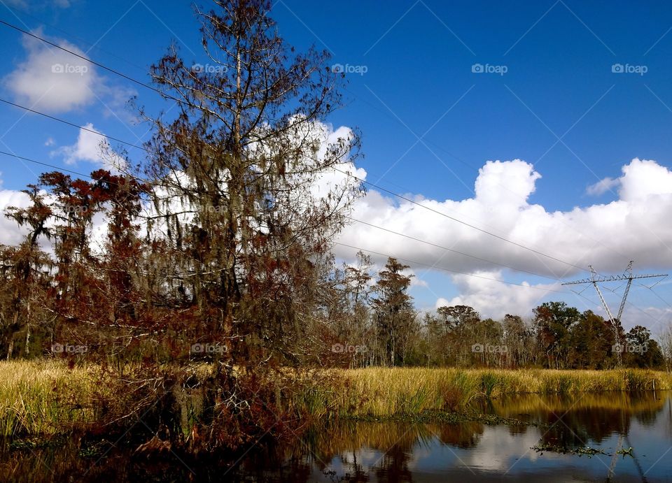 Bayou in New Orleans 