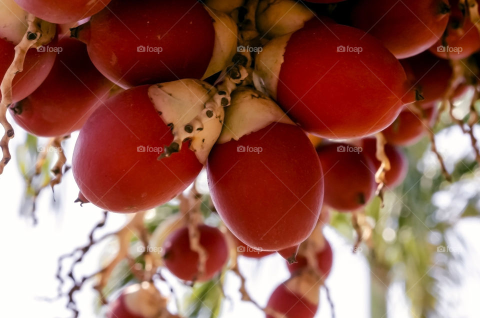 Closeup Of Adonidia Merrillii Palm Fruits