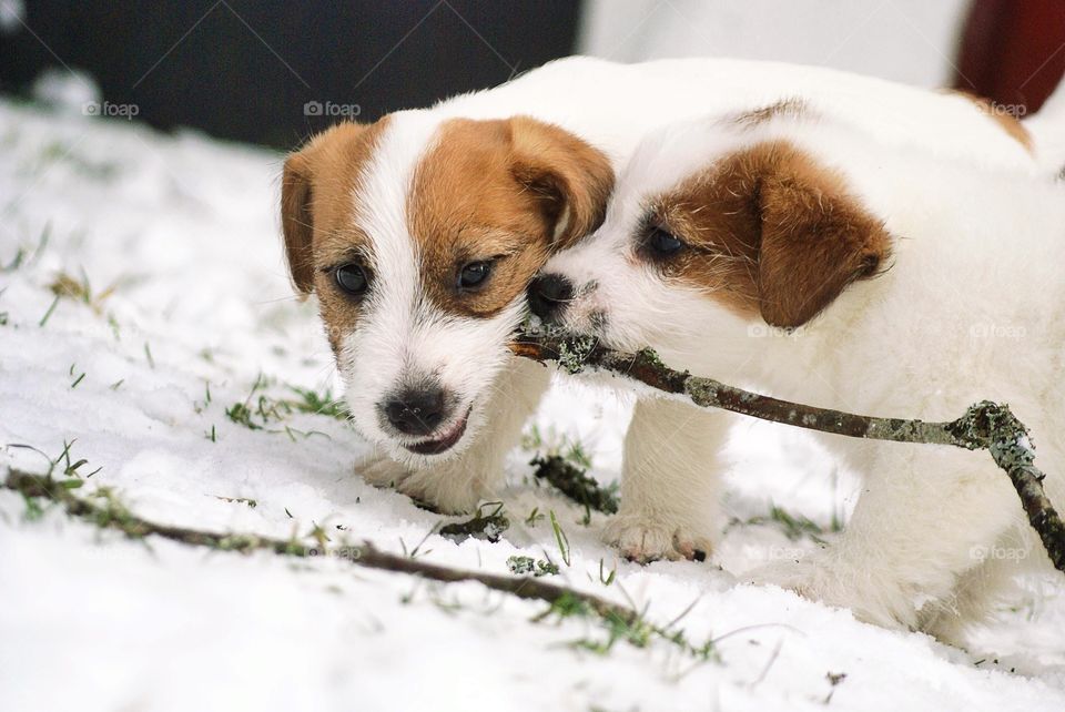 Two cute terrier puppies playing in the snow