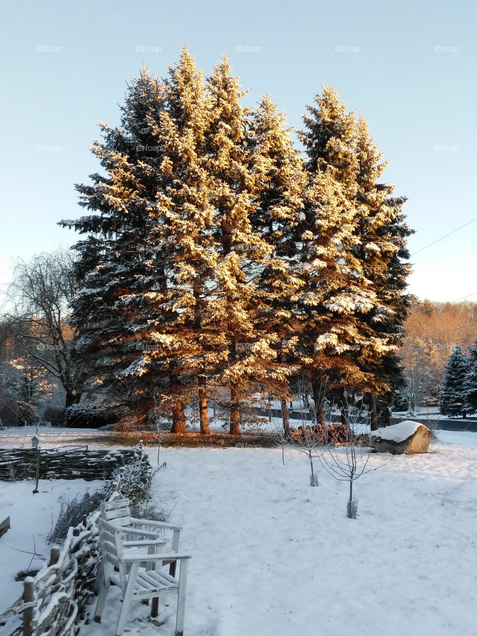 Winter firs