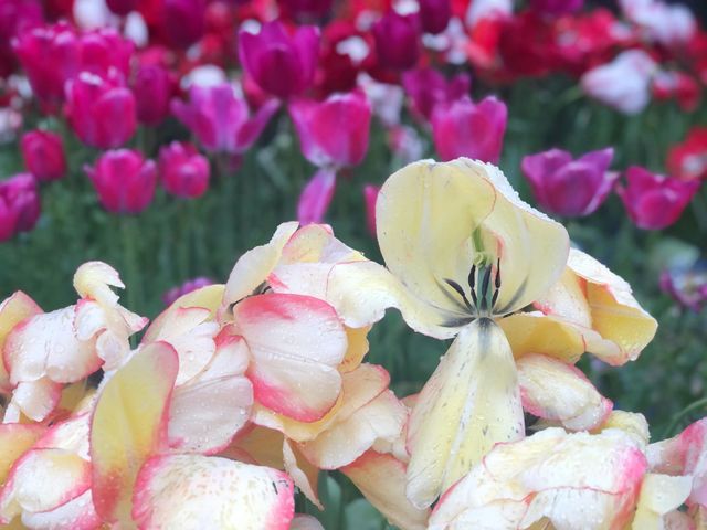 Tulips on field. Bloom fades.