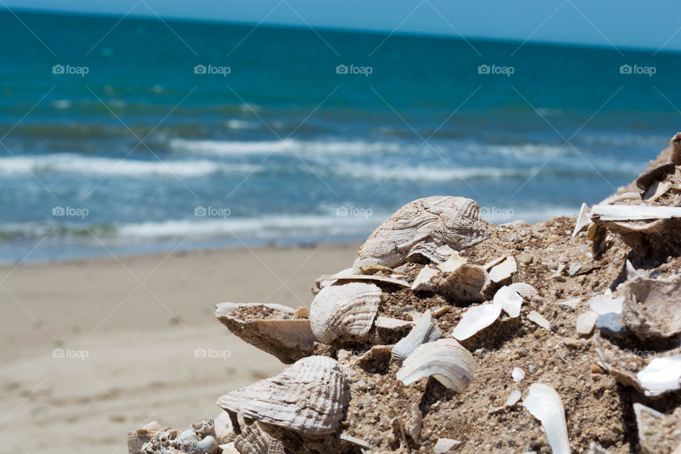 shells