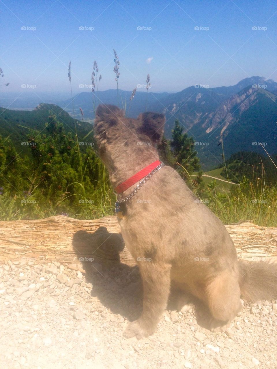 Alpine pup 