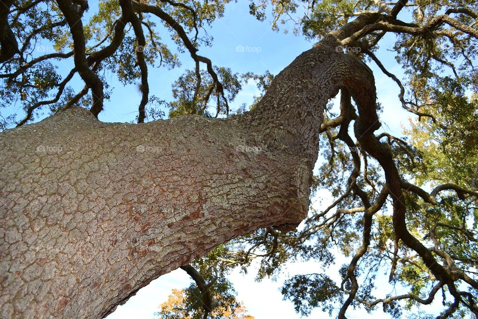 Tree, Nature, Wood, Trunk, No Person